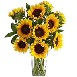 sunflowers selection